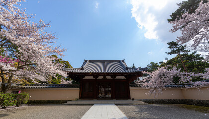 Sakura Blossoms Frame Historic Temple Entrance Under Clear Blue Sky