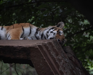 Bengal tiger resting on a weathered stone platform under the shade of dense forest trees, captured in a moment of calm and stillness. The scene conveys tranquility and strength, ideal for use in