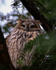 A long eared owl perched quietly among branches and green foliage, partially hidden in its natural forest habitat. Captured in soft light with a focus on the bird closed eyes and distinctive facial