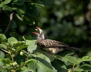 Wild red billed hornbill resting on a leafy branch in bright natural light. The bird's distinctive curved red bill and patterned plumage create an eye catching wildlife scene with rich detail. Ideal