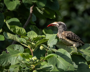 Wild red billed hornbill resting on a leafy branch in bright natural light. The bird's distinctive curved red bill and patterned plumage create an eye catching wildlife scene with rich detail. Ideal