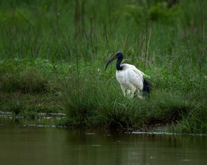 Two African Sacred Ibis birds grooming their feathers in a green grassy field, captured in natural light. This serene wildlife scene highlights the birds' distinctive black and white plumage and