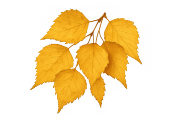 Autumn yellow leaves on a branch, watercolor fall foliage illustration with transparent background, season changing concept