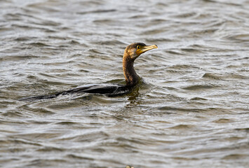 Great Cormorant fishing in Sevillian marshes