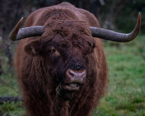 A shaggy Highland cow with long horns facing the camera in a grassy field with a dark forest backdrop. The image captures the breed's iconic thick coat and strong presence, perfect for themes related