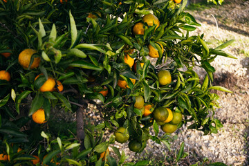 Orange grove in Valencia, next to the Mediterranean.