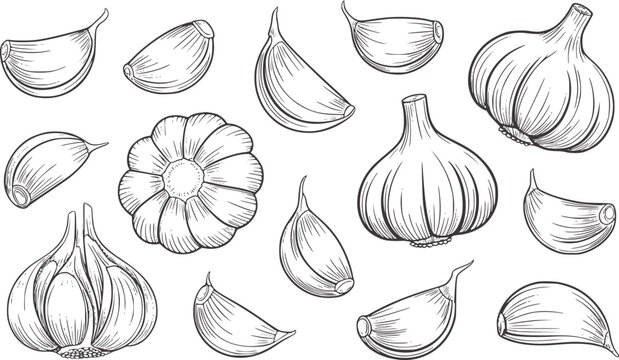 Black and white detailed line of garlic bulbs and cloves