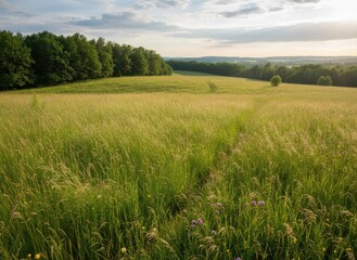 Fototapeta premium Serene Landscape of Rolling Green Fields Under Soft Golden Light