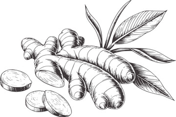 Hand drawn black and white detailed ginger root with leaves and slices
