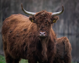 A shaggy Highland cow with long horns facing the camera in a grassy field with a dark forest backdrop. The image captures the breed's iconic thick coat and strong presence, perfect for themes related