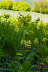 Primula veris, the cowslip, common cowslip, or cowslip primrose, a typical view of a healthy spring European meadow.