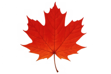 Bright red maple leaf representing autumn season and canadian identity on a transparent background