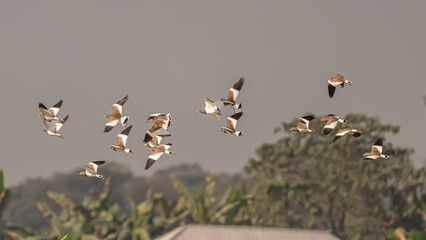The Grey-headed Lapwing (Vanellus cinereus), a distinctive wader with a grey head, yellow bill, and...