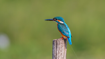 Stunning close-up of a Common Kingfisher in sharp focus. Capturing the vibrant flash of blue and orange feathers, intricate details of its beak and eye. Perfect for nature magazines