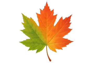 Fototapeta premium Maple leaf transforming from green to autumn orange yellow, showing seasonal transition and nature's changing colors