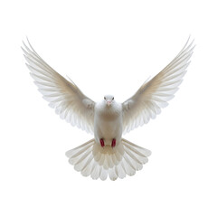 Obraz premium White dove in flight against a black background