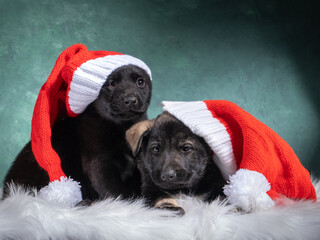 Two little black puppies in Christmas hats. Dogs on white skin, green background.