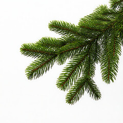 Close-up of a Green Pine Branch on a White Background