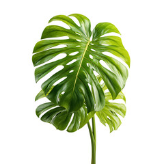 Monstera Deliciosa Plant with Large Green Leaves on White Background