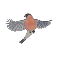 Eurasian bullfinch flying drawing with colored pencils object isolated for web, for print nature design element