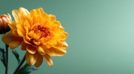 A bright yellow chrysanthemum blooms beautifully against a soft green background, symbolizing cheerfulness and positivity while showcasing the beauty of nature's designs.