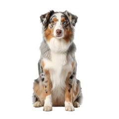 Fototapeta premium Merle australian shepherd dog sitting portrait with blue eyes isolated on transparent background