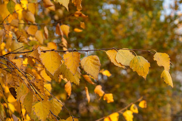 autumn leaves in the forest