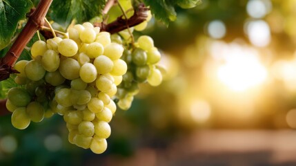 Juicy green grapes cluster together beautifully on a vine, illuminated by warm sunlight that highlights their freshness and the essence of nature's bounty.