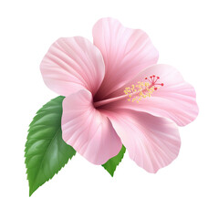 Beautiful Pink Hibiscus Flower with Green Leaves on a Soft Background