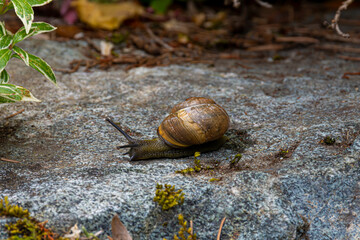 A close up image of a slow moving garden snail crawling along a rock.