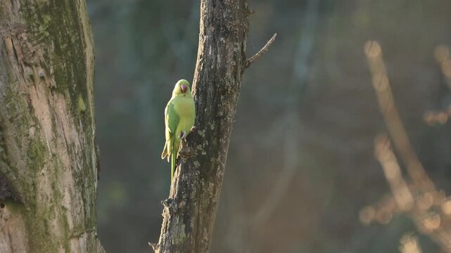 A rose-ringed parakeet looking around, rose-ringed parakeet on a tree trunk, a rose-ringed parakeet flying by, green parakeets on a tree at sunset, sunbeams at sunset, Psittacula krameri	
