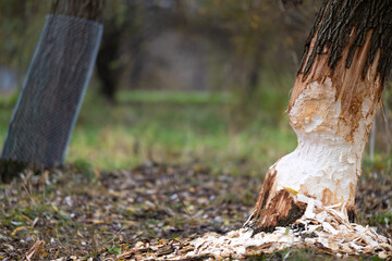 Tree on the shore of a reservoir damaged by beavers. High quality photo