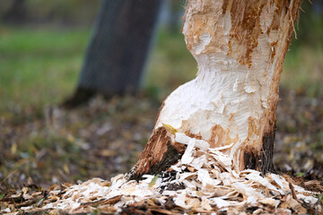 Tree on the shore of a reservoir damaged by beavers. High quality photo
