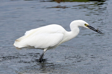 Little Egret (Egretta garzetta) - Common in coastal wetlands estuaries and salt marshes of Europe