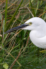 Little Egret (Egretta garzetta) - Common in coastal wetlands estuaries and salt marshes of Europe