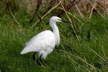 Little Egret (Egretta garzetta) - Common in coastal wetlands estuaries and salt marshes of Europe