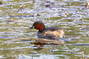 Little Grebe (Tachybaptus ruficollis) - Common across wetlands in Europe, Asia, and Africa.