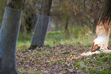 Tree on the shore of a reservoir damaged by beavers. High quality photo