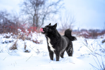 Beautiful black dog of the Russian-European Laika breed on a walk in the winter forest. Hunting dogs.