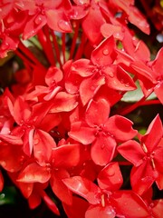 Vibrant Red Ixora Flowers with Dew Drops, Close Up