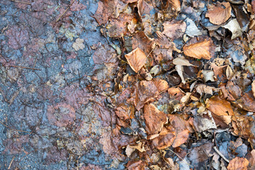 Nasses, gefallenes Herbstlaub