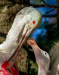 Baby spoonbill chick looks up at mother wanting food