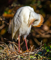 Colorful cattle egret in breeding plumage preening