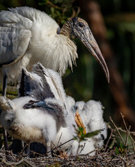 Mother wood stork stands guard over her new fuzzy chicks in Florida