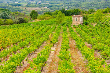 Grape Vineyards for the production of winr, near Dordogne, France.ARW