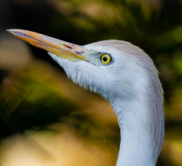 Profile shot of cattle egret with head up facing left6