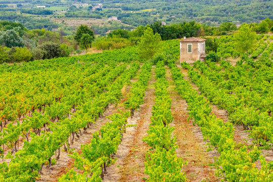 Grape Vineyards for the production of winr, near Dordogne, France.ARW