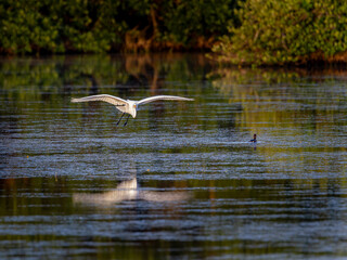White egret comes in for a landing in Amberjack prk in Florida