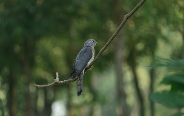 A common hawk-cuckoo (Hierococcyx varius)