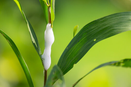 Foam or spittle nest created by a spittlebug larva on a plant stem.